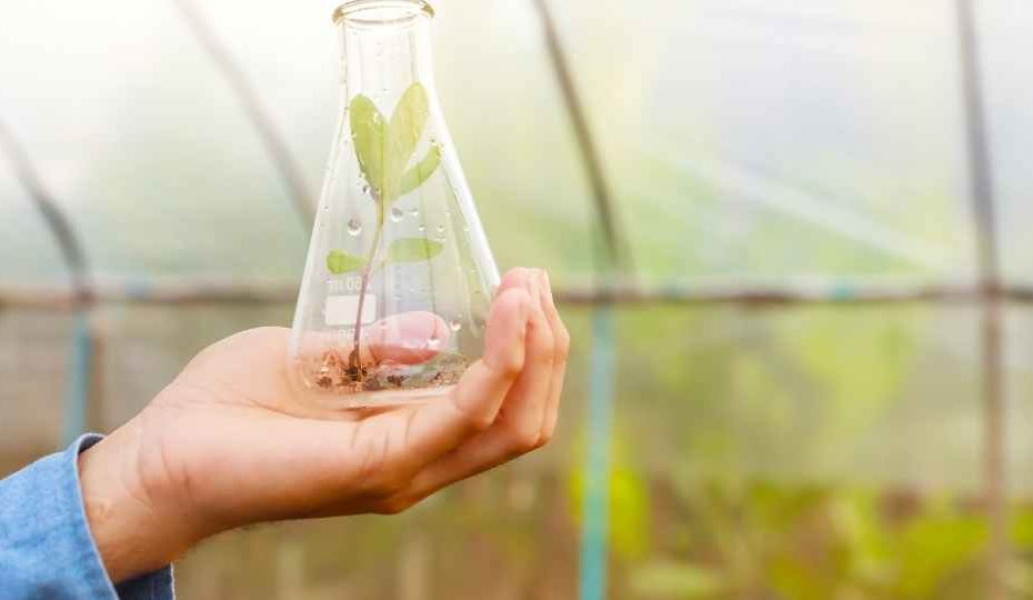 mão de estudante manipulando planta em estufa
