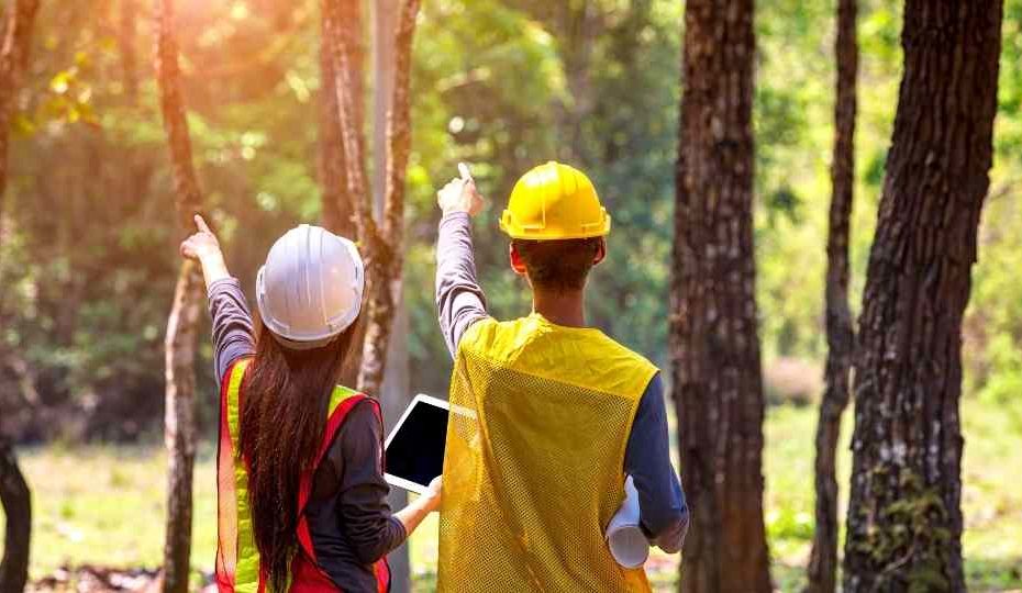 dois engenheiros apontando para árvores